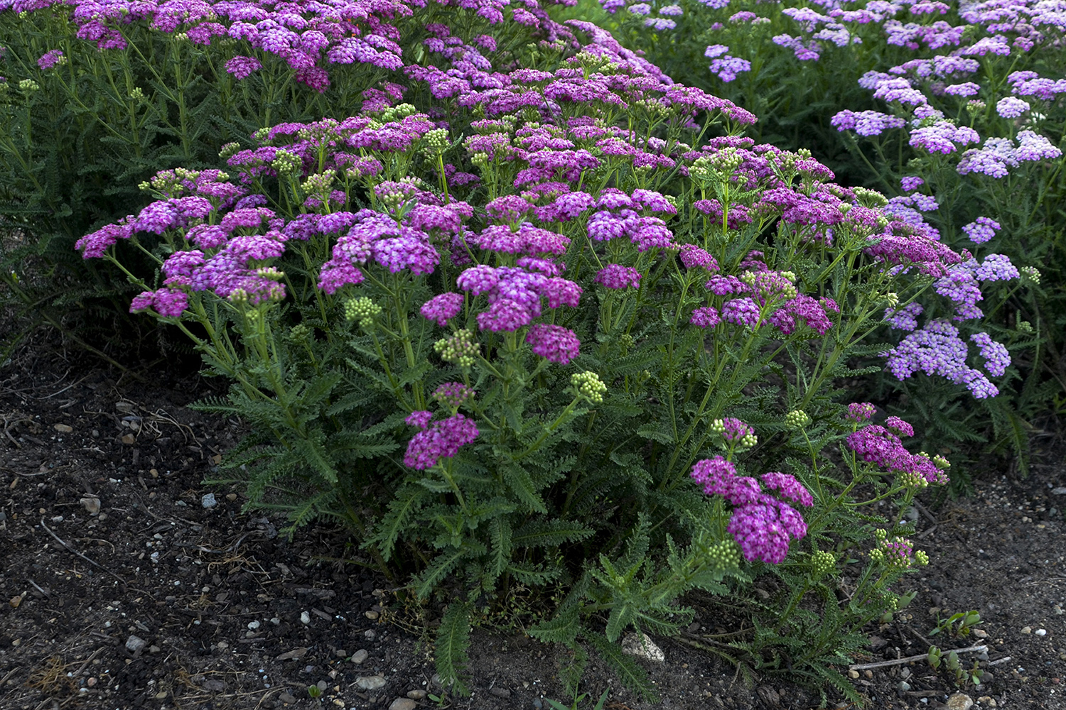 Achillea